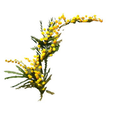 花イメージ